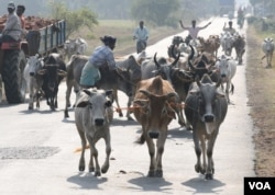 Village traders taking their cows for sale at a local cattle market in West Bengal, Sep. 19, 2015. (Shaikh Azizur Rahman/VOA)