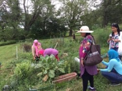 Dispora Indonesia ikut panen sayur di kebun Supadmi.