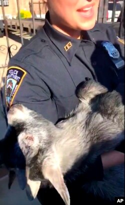 Seorang petugas kepolisian dari Kepolisian New York menggendong kambing pygmy yang ditemukan di pekarangan. Kambing itu akan dibawa ke tempat penampungan hewan, Skylands Sanctuary and Rescue di Wantage, N.J, 24 April 2019. (Foto: NYPD via AP)