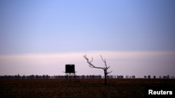 ARSIP - Sebatang pohon yang telah mati masih berdiri di dekat tangki air di dekat padang di pinggiran kota di barat daya Queensland, Cunnamulla, di daerah terpencil di Australia, 10 Agustus 2017 (foto: Reuters/David Gray)