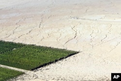 Irrigated citrus trees sit surrounded by bone-dry land near Westmorland, California, May 1, 2015. The Imperial Valley’s half-million acres of verdant fields end abruptly in pale dirt that gets three inches of rain annually on average.