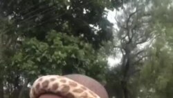 Nhlanhla Khayisa Ndiweni: Uhulumende weZimbabwe Kahloniphi aMaNdebele