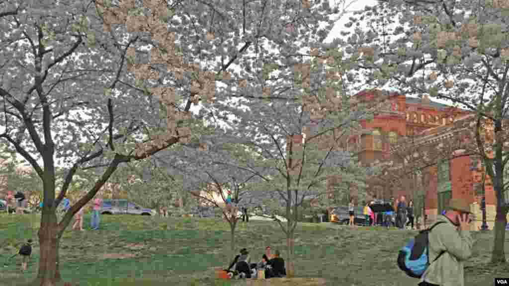 Picnic de fim de tarde no coração da cidade de Washington, um hábito tanto de turistas como de locais, que não resistem ao desabrochar das flores que pintam de rosa os espaços verdes de Washington