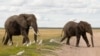 FILE—Elephants walk at the Amboseli National Park in Kajiado County, Kenya, April 4, 2024.