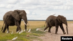 FILE—Elephants walk at the Amboseli National Park in Kajiado County, Kenya, April 4, 2024.