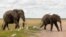 FILE—Elephants walk at the Amboseli National Park in Kajiado County, Kenya, April 4, 2024.
