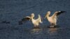 Migrating Birds Winter in Israel as Climate Change Makes Desert Too Dangerous