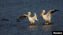 Migrating Great White Pelicans take advantage of the Hula Nature Park in northern Israel, Nov. 22, 2017. 