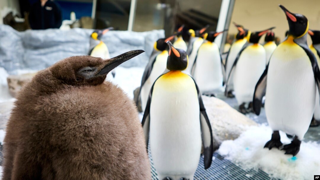 ภาพแจกจากพิพิธภัณฑ์สัตว์น้ำ Sea Life Melbourne ถ่ายเมื่อ 3 กันยายน 2024 แสดงให้เห็นเพสโต ลูกเพนกวินราชาสีน้ำตาล ขณะอยู่กับเพนกวินตัวอื่น (ที่มา:Sea Life Melbourne via AP)