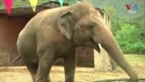 Pakistan's President Bids Farewell to Lonely Elephant