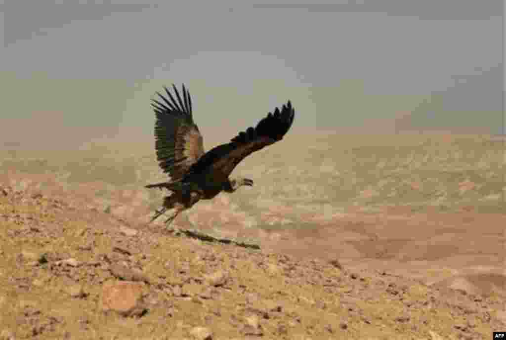 An eagle spreads its wings as it is released, at an observation point in Nahal Hatzatz, Judean Desert, Monday, Nov. 15, 2010. The Society for the Protection of Nature in Israel trapped 14 eagles in the past days and released them after the birds underwent