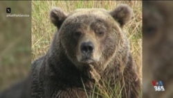 آمریکا از لنز دوربین- خرسی که به خواب زمستانی می رود