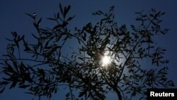 FILE - An olive tree is seen silhouetted in an olive plantation in Amelia, central Italy, June 13, 2017.