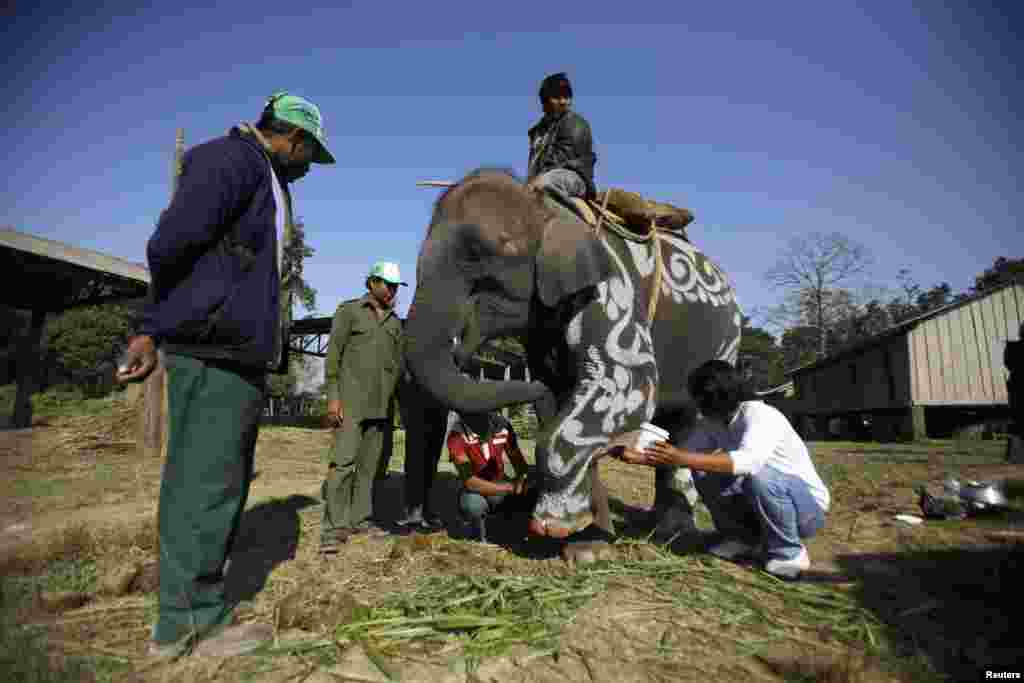 نیپال میں ہاتھی کھیل کے میدان میں