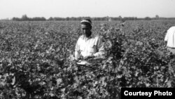 A farmer picks cotton in rural Uzbekistan. Photo credit: Russell Zanca.