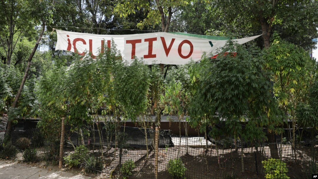 Tanaman ganja tumbuh di kamp darurat di luar gedung Senat di Mexico City, Kamis, 19 November 2020. 
