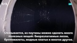 Полезная паутина