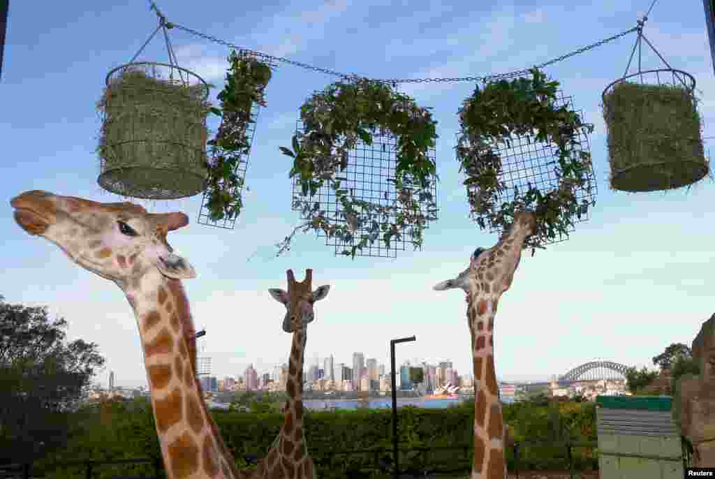The Sydney Opera House and Harbor Bridge can be seen behind giraffes as they eat leaves shaped into the number 100, during centenary celebrations at Sydney&#39;s Taronga Zoo, Australia.