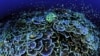 นักวิทยาศาสตร์พบมลพิษที่มนุษย์สร้างขึ้น แม้แต่บริเวณจุดที่ลึกที่สุดในมหาสมุทร