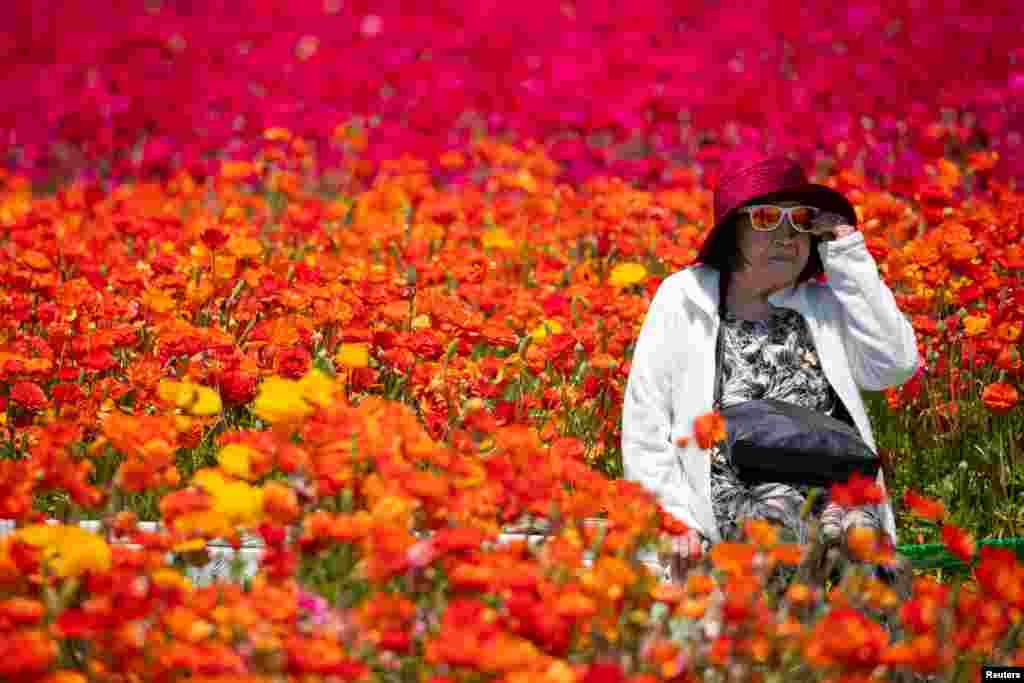 A woman adjusts her sun glasses as she has her picture taken amid thousands of ranunculus flowers at the Flower Fields in Carlsbad, California.