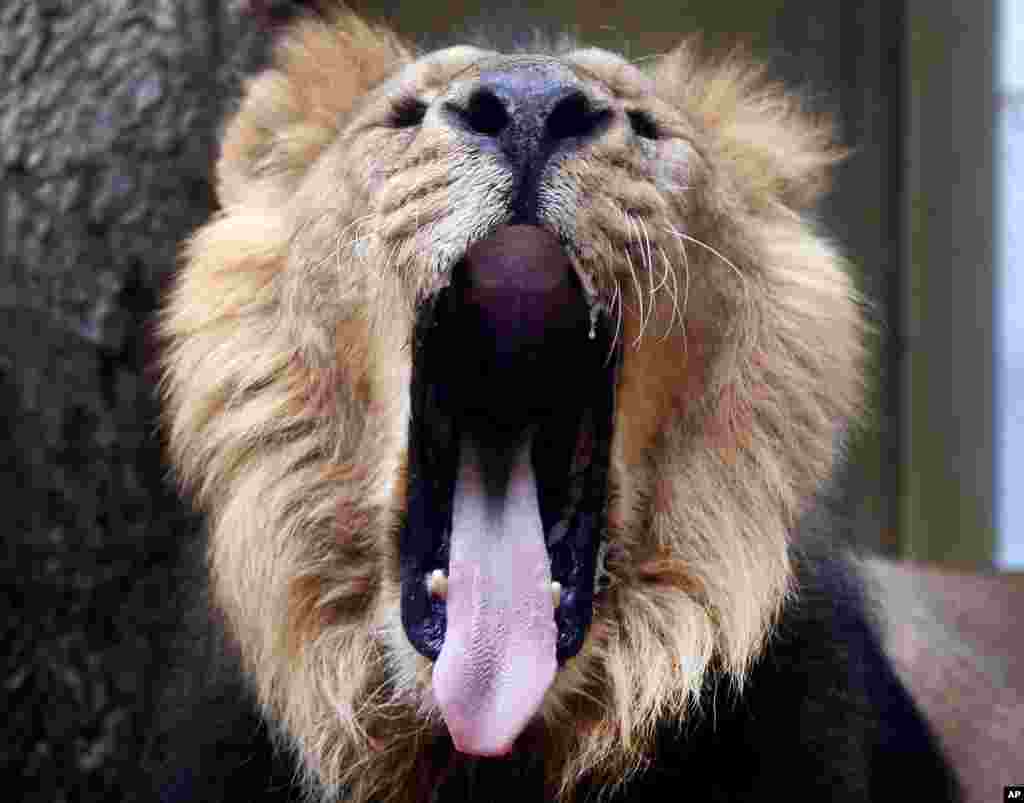 A lion yawns in the zoo in Frankfurt, Germany.