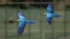 Macaws fly in front of office buildings in Caracas, Venezuela, April 1, 2015.