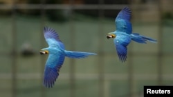Macaws fly in front of office buildings in Caracas, Venezuela, April 1, 2015.