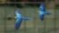 Macaws fly in front of office buildings in Caracas, Venezuela, April 1, 2015.