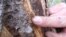 In this July 12, 2017, photo, firefighter and public information officer Ben Brack shows sawdust-like material left behind by beetles as they destroyed a tree near Albany, Wyo.
