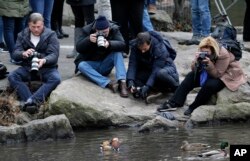 People try to get pictures of a Mandarin duck, center, in Central Park in New York, Wednesday, Dec. 5, 2018. In the weeks since it appeared in Central Park, the duck has become a celebrity. (AP Photo/Seth Wenig)