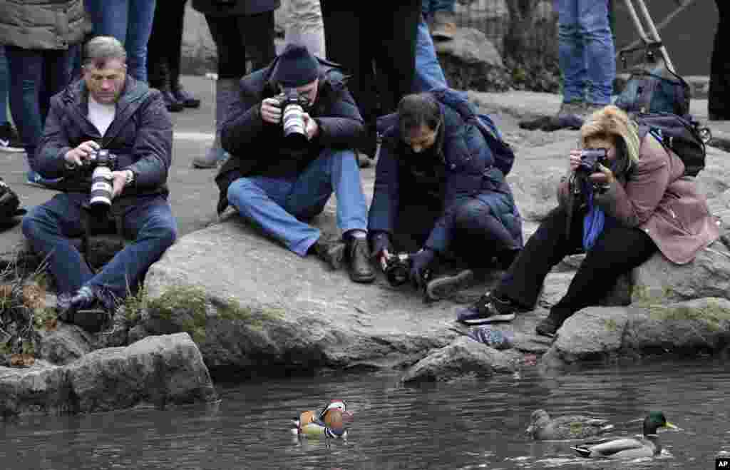 2018年12月5日，在纽约中央公园，人们拍摄一只鸳鸯（Mandarin duck）。它自从几周前出现在中央公园，已成为明星和网红。其异国情调的外形吸引大量民众前往观赏。一般认为鸳鸯主要分布在东亚，纽约市公园局表示，不清楚它从何地迁徙到纽约。它出现后又一度小时，粉丝们在网上发出寻鸭通告。华盛顿邮报报道，人们担心它可能被盗或被人吃掉了。纽约公园局称其可能己飞离纽约寒冷水域。但后来鸳鸯回来了。