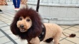 A dog, trimmed to look like a lion, walks on the rooftop of Mitsukoshi department store in Tokyo, Japan. One hundred lion looking dogs gathered to celebrate the 100th anniversary of Mitsukoshi department store&#39;s mascot lion.