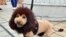 A dog, trimmed to look like a lion, walks on the rooftop of Mitsukoshi department store in Tokyo, Japan. One hundred lion looking dogs gathered to celebrate the 100th anniversary of Mitsukoshi department store's mascot lion.