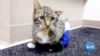 Wisconsin Cat Gets New Prosthetic Legs