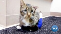 Wisconsin Cat Gets New Prosthetic Legs