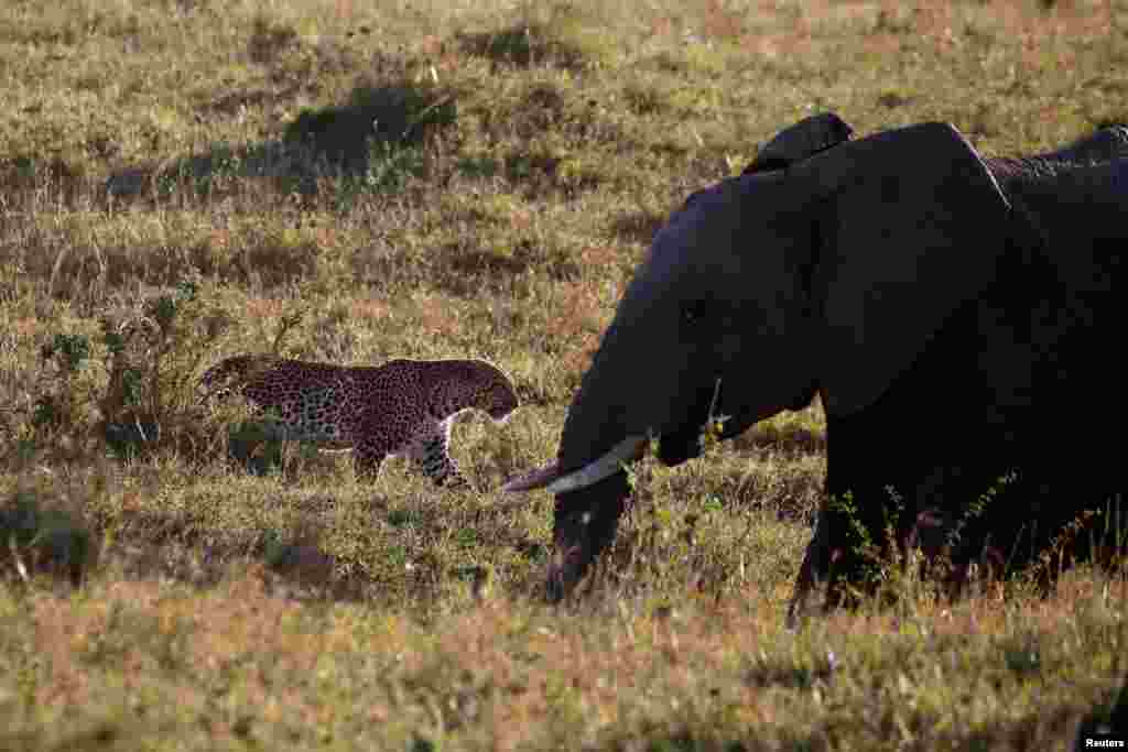 A leopard walks past an elephant in the Maasai Mara National Reserve, Kenya, Oct. 15, 2019.