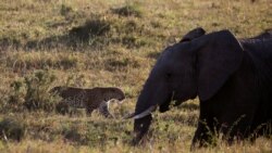 Seekor macan tutul (leopard) berpapasan dengan seekor gajah di Taman Nasional Maasai Mara, Kenya.