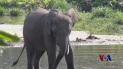 中非森林象受盗猎者和叛军威胁