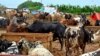 ملک کے مختلف علاقوں کی طرح وفاقی دارالحکومت اسلام آباد میں بھی عید قربان کے لیے مویشی منڈی لگائی گئی ہے۔