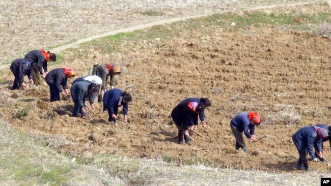 밭일을 하는 북한 여성들 (자료사진)