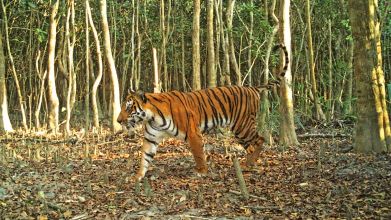 Studi: Bangladesh Masih Jadi Pusat Perburuan Liar Macan