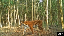FILE - A Bengal tiger walks through the forest in Sarankhola, in the Bagerhat district, on the edge of the Sundarbans forest in Bangladesh, in this handout photo taken on April 11, 2018, and released by the Bangladesh Forest Department. 