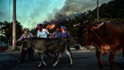 তুরস্কের হিসারোনু এলাকার মানুষ দাবানল থেকে বাঁচতে তাদের গবাদি পশু নিয়ে নিরাপদ স্থানে চলে যায়। ২ আগস্ট, ২০২১।