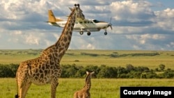 The Comedy Wildlife Photography Awards 2017, Graeme Guy, George Town, Malaysia. Outsourcing seatbelt checks. Masai Mara airstrip with a plane landing 'below' giraffe height. (Comedy Wildlife Photo Awards)