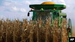 Central Illinois farmers harvest their corn crops, Sept. 14, 2016, in Loami, Illinois. 