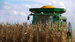 Petanis AS di Loami, Illinois bekerja di ladang jagungnya (foto: ilustrasi). 