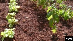 El conocimiento de las labores de la tierra es uno de los tantos conocimientos culturales que se han ido perdiendo.