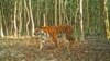 Seekor macan berjalan di hutan di Sarankhola di barat daya Distrik Bagerhat, Bangladesh, 11 April 2018. (Foto: Departemen Kehutanan Bangladesh/AFP)