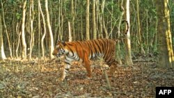 Seekor macan berjalan di hutan di Sarankhola di barat daya Distrik Bagerhat, Bangladesh, 11 April 2018. (Foto: Departemen Kehutanan Bangladesh/AFP)