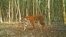 Seekor macan berjalan di hutan di Sarankhola di barat daya Distrik Bagerhat, Bangladesh, 11 April 2018. (Foto: Departemen Kehutanan Bangladesh/AFP)